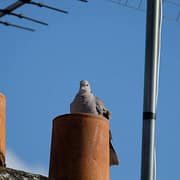 5 Signs a Critter Has Taken Up Residence in Your Chimney A bird sitting where critters can get into your chimney, on top of the roof.
