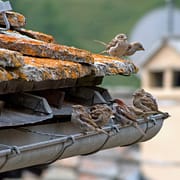 6 Most Common Gutter Problems to Look Out For Several birds sitting in a gutter on top of a roof as one of the common gutter problems homeowners face.
