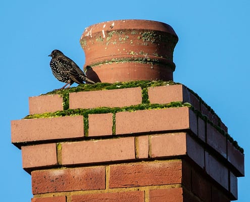 Chimney cleaning
