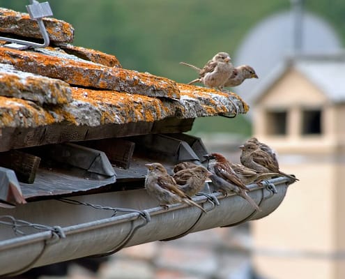 Several birds sitting in a gutter on top of a roof as one of the common gutter problems homeowners face.
