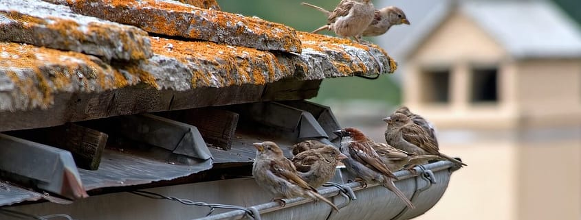 Several birds sitting in a gutter on top of a roof as one of the common gutter problems homeowners face.