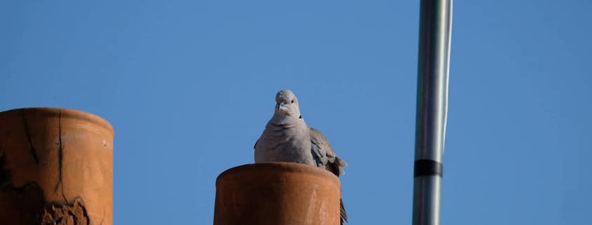 Do Birds Stink Up the House? Shocking Truth Revealed!
